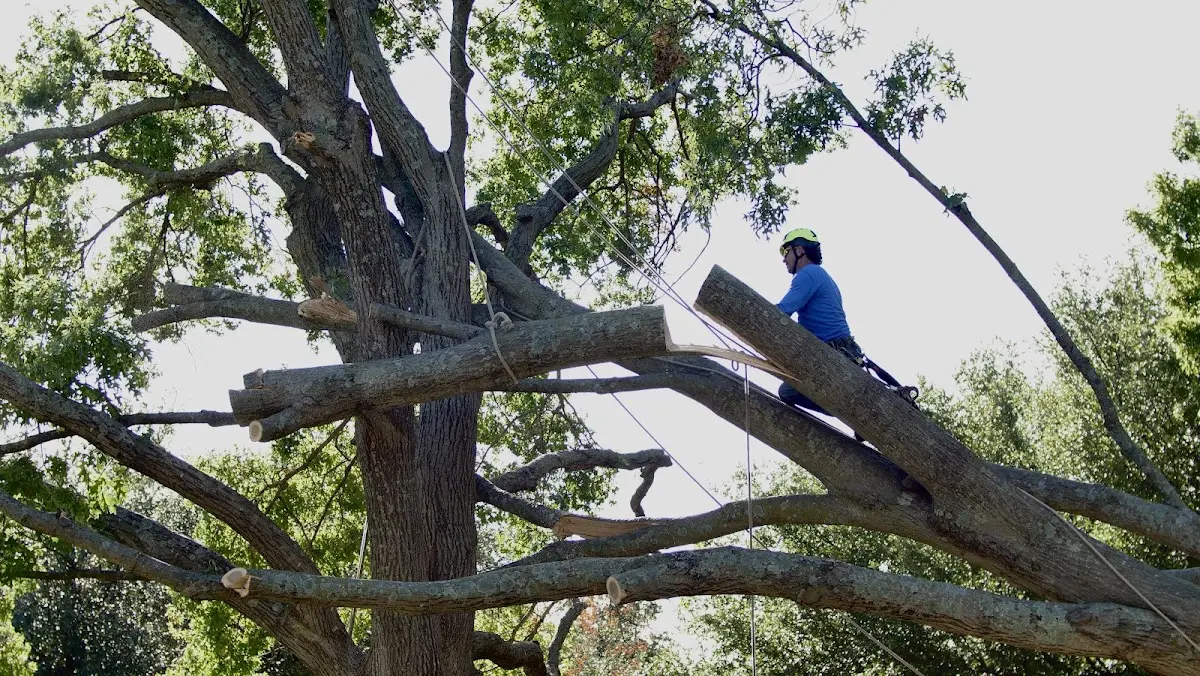 Professional Hazardous Tree Removal performed by certified arborists in Eagle