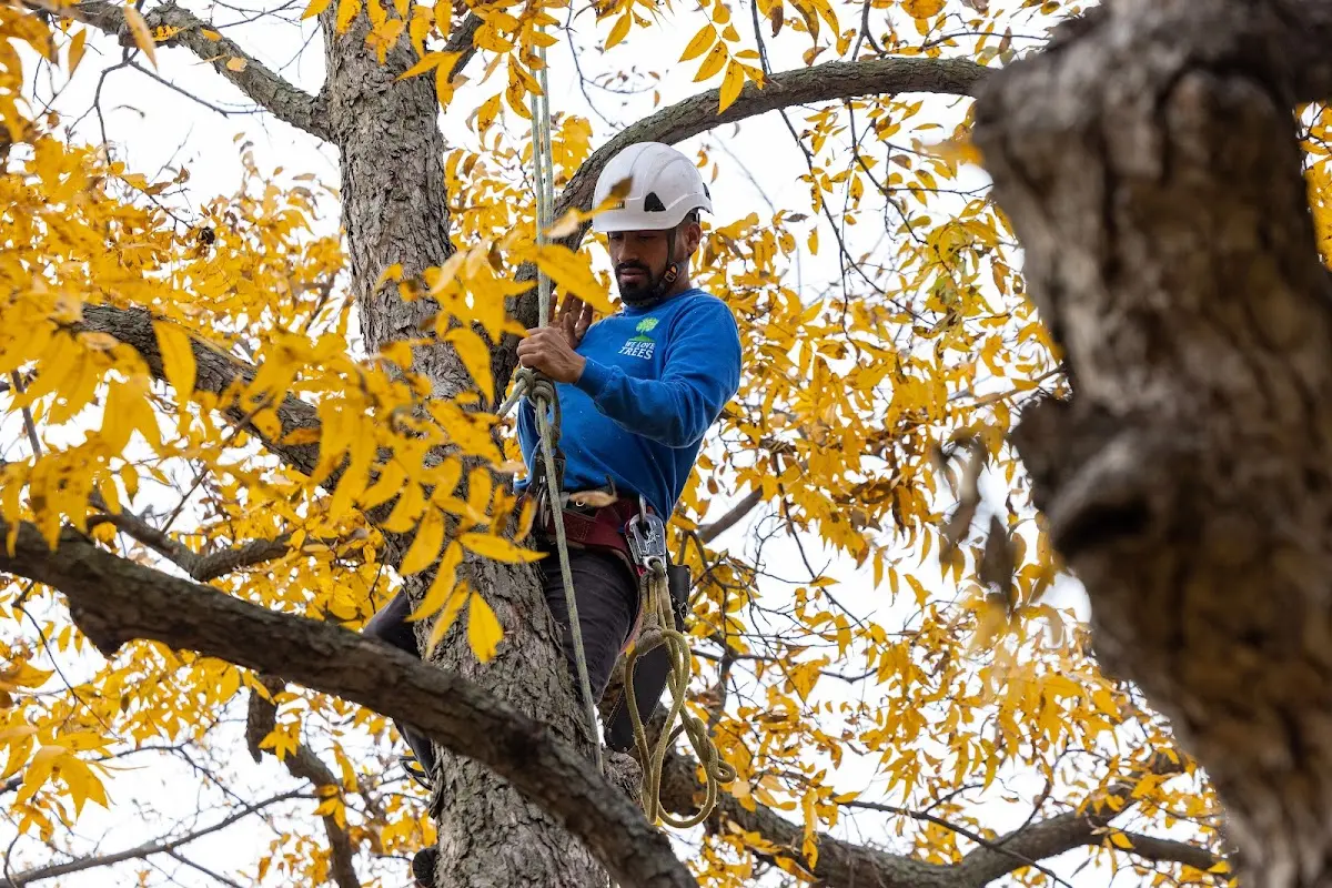 Skilled Tree Planing crew working in Eagle